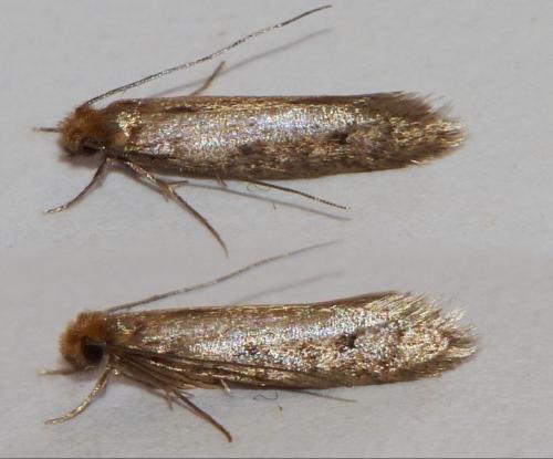 Tinea sp.